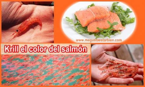 Krill color salmon