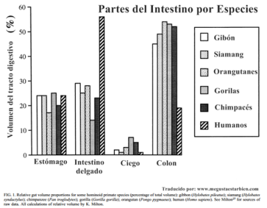 partes de intestino en primates y humanos